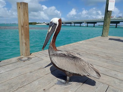 Brown pelican (Pelecanus occidentalis)