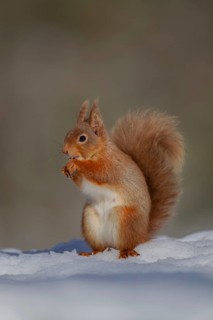 Red squirrel (Sciurus vulgaris) adult animal feeding on a nut on snow in winter, Scotland, United