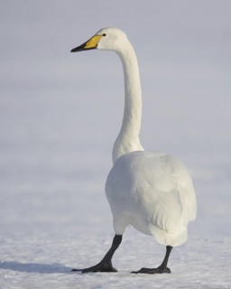 Whooper Swan (Cygnus cygnus), Mecklenburg-Western Pomerania, Germany