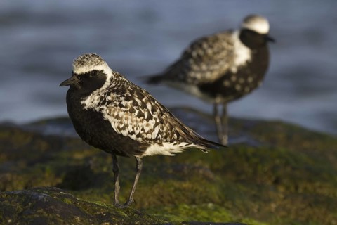 Grey Plover (Pluvialis squatarola), Asturias, Spain