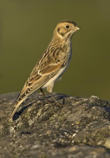 Lapland Longspur (Calcarius lapponicus), British Columbia, Canada