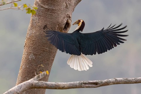 Wreathed Hornbill (Rhyticeros undulatus) male feeding at the nesting hole, Yunnan, China