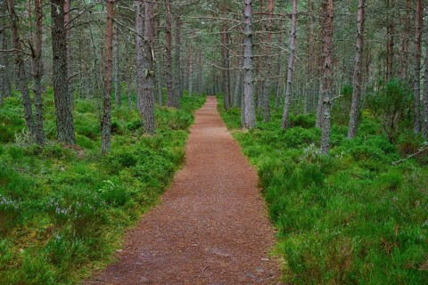 Straight trail through thick, green forest with tall trees and peaceful atmosphere, Loch Garden,