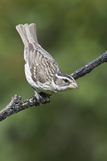 Rose-breasted Grosbeak (Pheucticus ludovicianus), Ontario, Canada