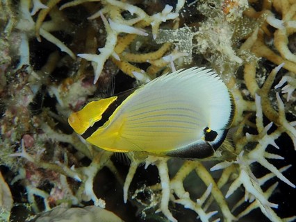 Juvenile red stripe butterflyfish (Chaetodon austriacus)