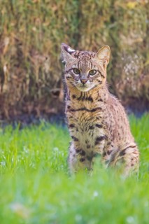 Portrait of a Geoffroy's cat (Leopardus geoffroyi)
