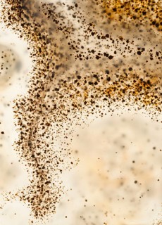 Detailed macro image of a Montana agate, highlighting its distinctive brown and black dendritic