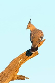 Crested Pigeon (Ocyphaps lophotes), Victoria, Australia