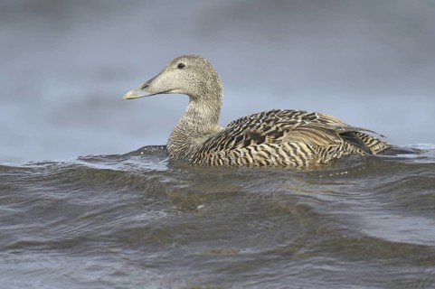 Common Eider (Somateria mollissima) female, Bornholm, Denmark