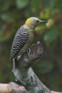 Hoffmann's Woodpecker (Melanerpes hoffmannii) female, Costa Rica