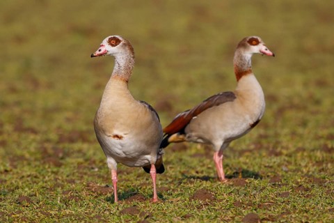 Egyptian Goose (Alopochen aegyptiaca) pair, North Rhine-Westphalia, Germany
