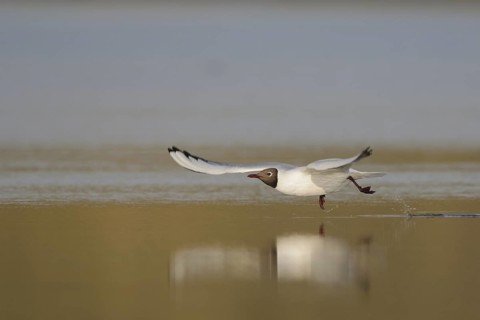 Black-headed Gull (Chroicocephalus ridibundus), Texel, Netherlands