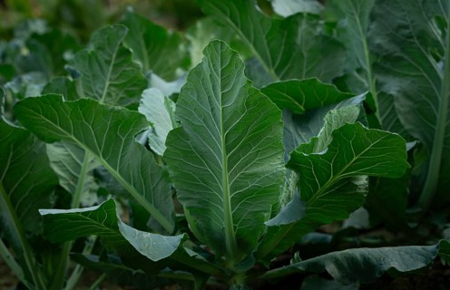 Large, vibrant green leaves of a leafy vegetable thriving in a garden setting