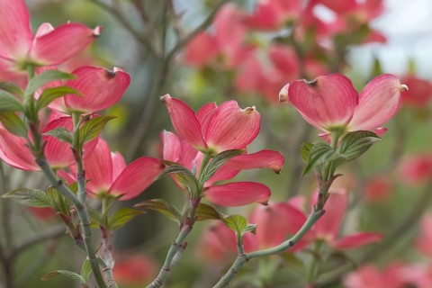 Flowering dogwood (Cornus florida 'Sweetwater'), Germany