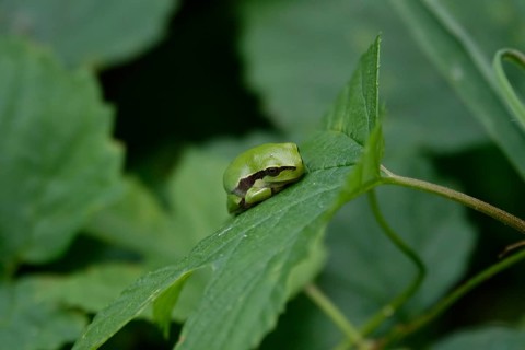 Tree frog, August, Saxony, Germany