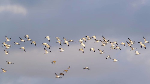 Pied Avocet, Recurvirostra avosetta, birds in flight over marshes