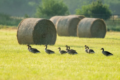 Greylag goose (Anser anser), greylag geese standing in a meadow, hay bales behind, Lower Saxony,