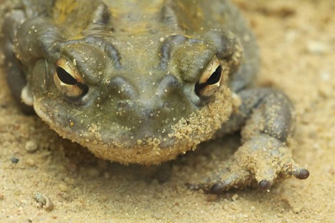 Portrait, Sonora toad (Bufo alvarius), eyes, sand, captive