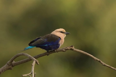 Blue-bellied Roller (Coracias cyanogaster), Gambia