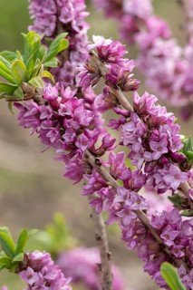 Daphne (Daphne mezereum)