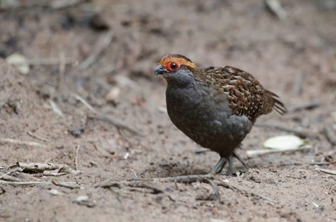 Spot-winged Wood Quail (Odontophorus capueira), Atlantic rainforest, Brazil