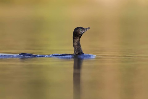 Little Black Cormorant (Phalacrocorax sulcirostris), Victoria, Australia