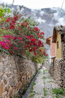Bougainvillea (Bougainvillea spectabilis), Ollantaytambo, Sacred Valley, Peru