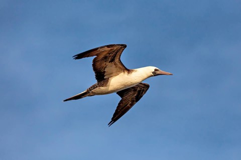 Bird in flight against a blue sky with brown and white feathers, guano booby in flight near Paracas
