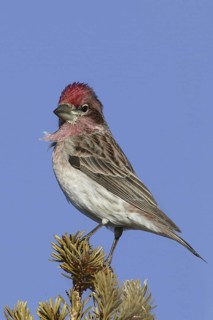 Cassin's Finch (Haemorhous cassinii) male, New Mexico, USA