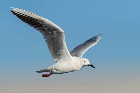 Slender-billed Gull (Chroicocephalus genei) flying, Eilat, Israel