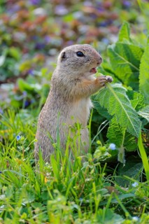 An adult ground squirrel (Spermophilus citellus) eats leaves and flowers on a sunny day in a green