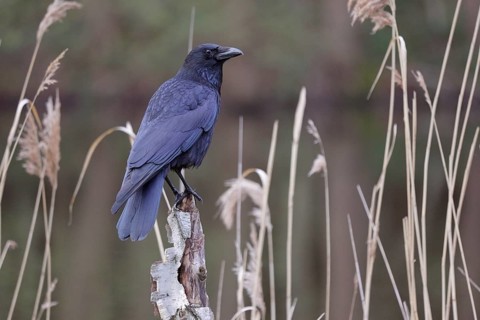 Rabenkrähe lat. Corvus corone, steht auf Birkenstumpf am Schilfufer