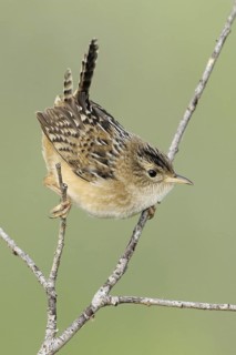Sedge Wren (Cistothorus platensis), Alberta, Canada