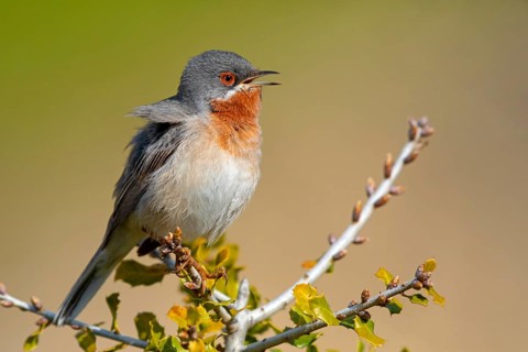 White-bearded warbler, (Sylvia cantillans), perch, biotope, bearded warbler, songbird, warbler