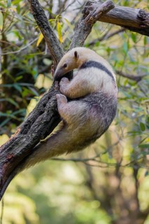 One southern tamandua (Tamandua tetradactyla), climbs up a tree in a forest