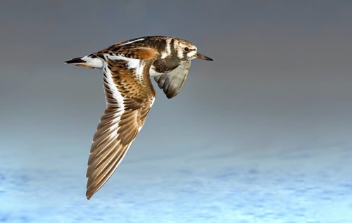 Ruddy Turnstone (Arenaria interpres) flying, Texas, USA