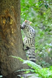 Common genet (Genetta genetta), climbing on a tree wildlife in a forest, Montseny National Park,