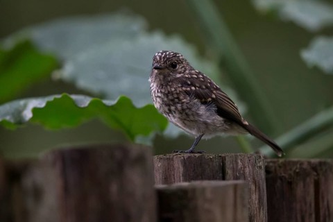 African Dusky Flycatcher (Muscicapa adusta pumila) chick, Bwindi Impenetrable National Park, Uganda