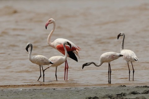 Lesser Flamingo & Greater Flamingo (Phoeniconaias minor & Phoenicopterus roseus), Sabaki, Kenya