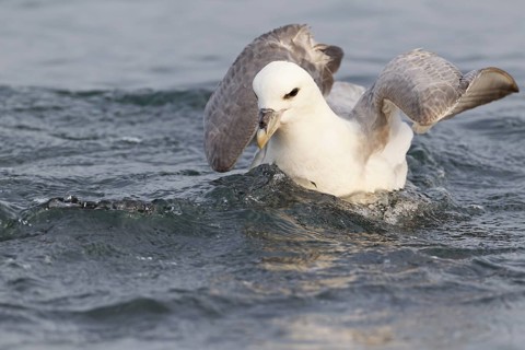 Northern Fulmar (Fulmarus glacialis), Iceland