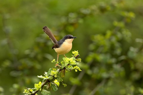 Ashy Prinia (Prinia socialis), Yala National Park, Sri Lanka