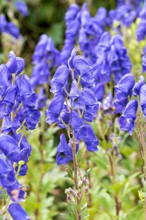 Foxglove (Aconitum carmichaelii 'Arendsii'),  Germany