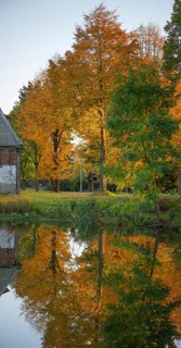 Autumnal lime tree (Tilia) reflected in a pond, Othenstorf Estate, Mecklenburg-Vorpommern, Germany