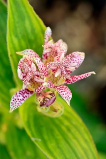 Bristly toad lily (Tricyrtis hirta), flowering, flower, Ellerstadt, Germany