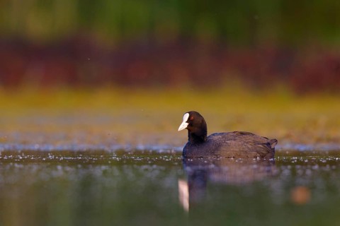 Eurasian Coot (Fulica atra), North Rhine-Westphalia, Germany