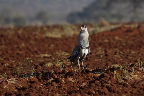 Kori Bustard (Ardeotis kori struthiunculus) male displaying, Oromia, Ethiopia