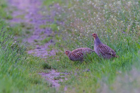 Grey partridge (Perdix perdix) breeding pair with male and female on a flowering field path