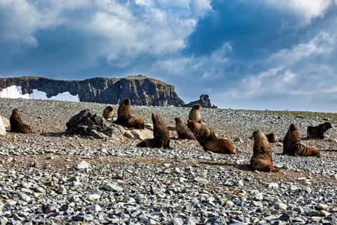 A group of seals relax on a rocky beach under a cloudy sky, seals and harbour seals in Antarctica