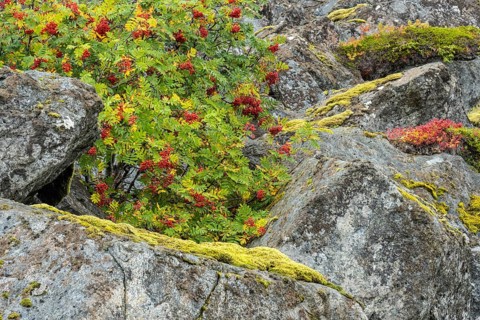 Rowan and moss-covered rocks, Lofoten, Nordland, Norway, September 2020