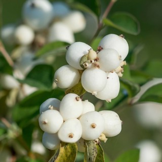 Garden snowberry (Symphoricarpos × doorenbosii 'White Hedge'), Pruhonice Dendrological Garden,